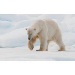 Faune Et Flore Du Grand Nord 8 Faune Et Flore Du Grand Nord -Fischer Boutique faune et flore du grand nord livre