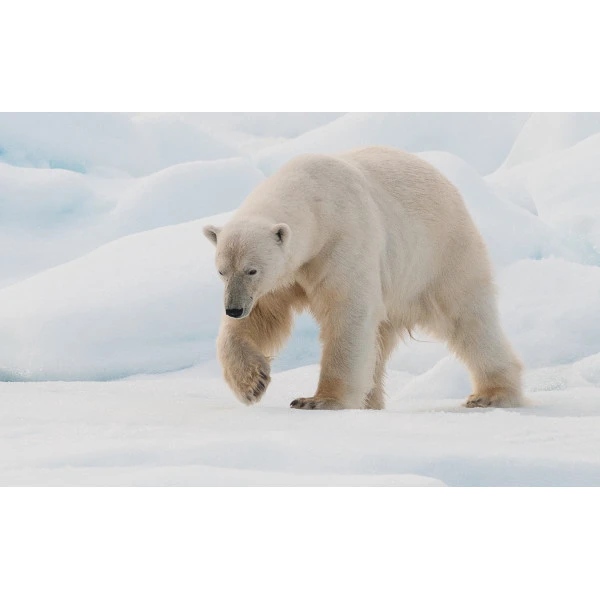 Faune Et Flore Du Grand Nord 5 Faune Et Flore Du Grand Nord – Image 3