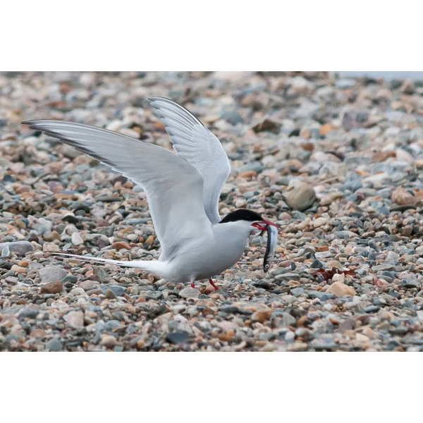Faune Et Flore Du Grand Nord 6 Faune Et Flore Du Grand Nord – Image 4